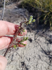 Amphithalea ericifolia erecta
