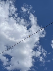 Libellula saturata