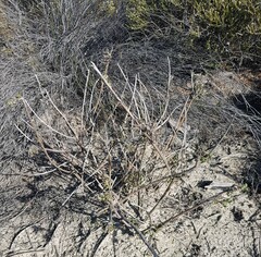 Amphithalea ericifolia erecta
