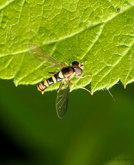 Sphaerophoria novaeangliae