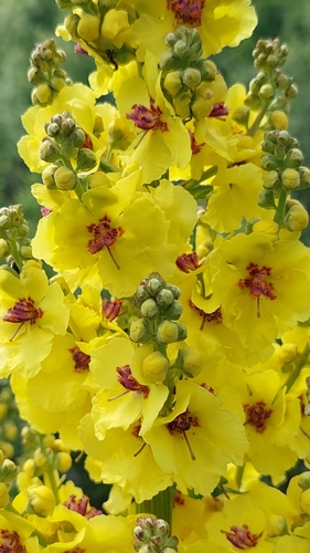 Image of Verbascum pyramidatum by (c) Алена Ручка, some rights reserved (CC BY)