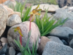 Freesia viridis viridis