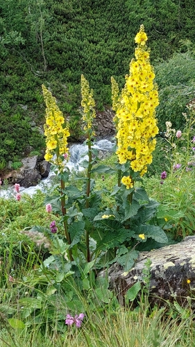 Image of Verbascum pyramidatum by (c) Алена Ручка, some rights reserved (CC BY)