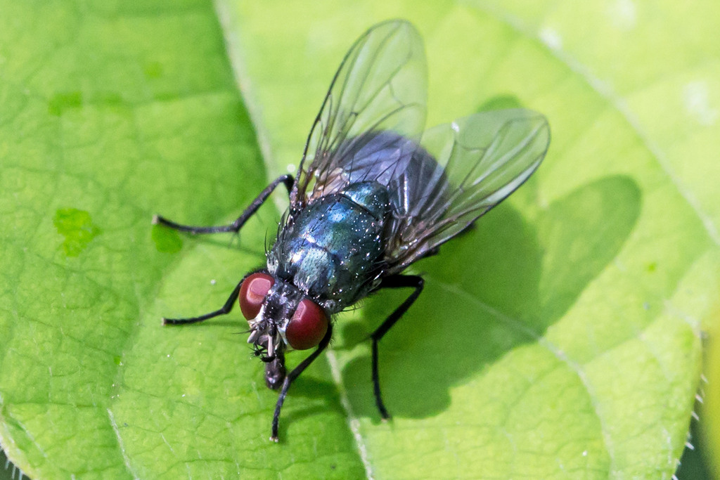 Eudasyphora cyanicolor