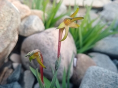 Freesia viridis viridis