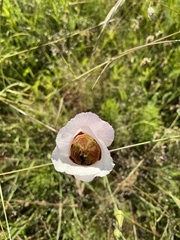 Calochortus vestae