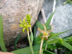 Freesia viridis viridis