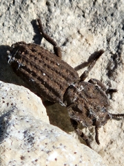 Sesaspis emarginata