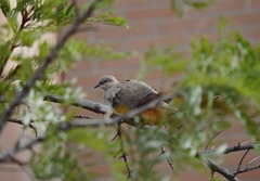 Streptopelia decaocto