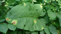 Ramularia abscondita