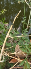 Ischnura elegans