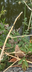 Ischnura elegans