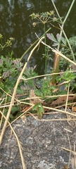 Ischnura elegans