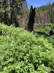 Koenigia phytolaccifolia
