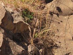 Festuca ammobia