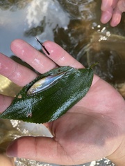 Devario chrysotaeniatus