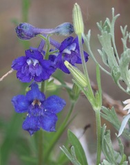 Delphinium glaucum