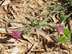 Centaurea sphaerocephala