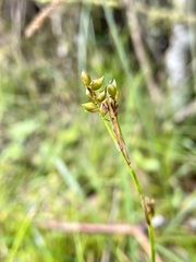 Carex alba