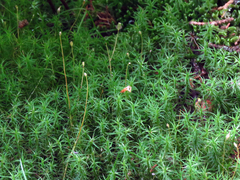Polytrichum pallidisetum