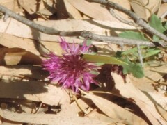 Gonepteryx cleopatra