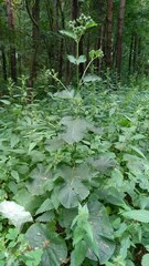 Ramularia abscondita