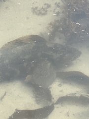 Hexagrammos lagocephalus