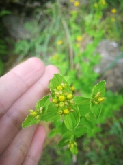 Hypericum undulatum