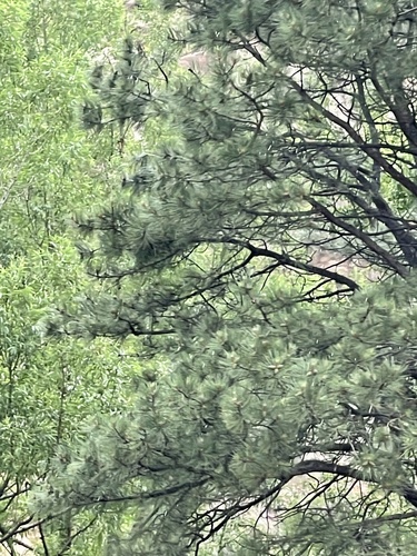 Waldo Canyon
