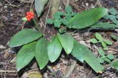 Scadoxus membranaceus