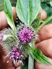 Arctium