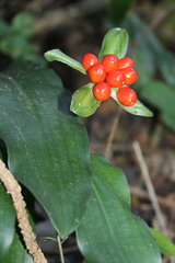 Scadoxus membranaceus
