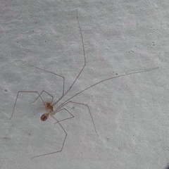 Micropholcus fauroti