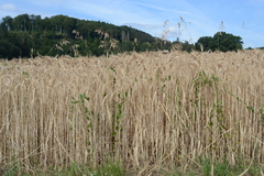 Bromus commutatus