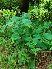 Arctium