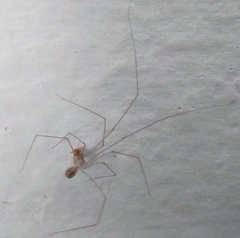 Micropholcus fauroti