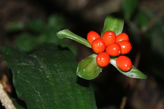 Scadoxus membranaceus