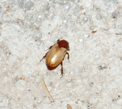 Cyclocephala melanocephala