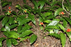 Scadoxus membranaceus