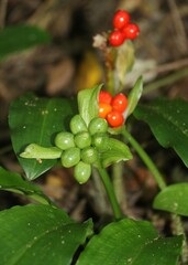 Scadoxus membranaceus