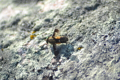 Chrysops excitans