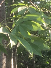 Ceiba speciosa