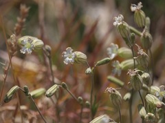 Silene douglasii