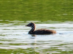 Podiceps grisegena
