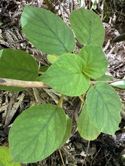 Cyrtandra platyphylla