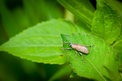 Cleistolophus similis