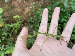 Tenodera sinensis