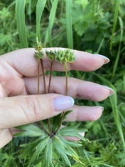 Anemonastrum sibiricum