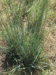 Aegilops cylindrica