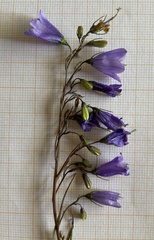 Campanula micrantha